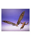 Figura Tamashii Nations Godzilla X Kong The New Empire Suko & Mothra Sh Monster Arts Coll