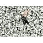 Puzzle Star Wars 1000Pzs