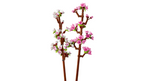 Lego Botanical Collection Flores De Cerezo
