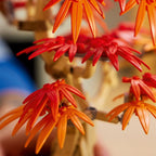 Lego botanicals - bonsái de arce rojo japonés
